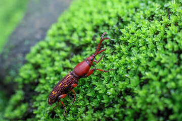 Close-up Brentidae, beautiful red and yellow patterned eyes on moss in a bright and completely green natural forest.