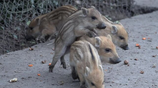 Junge Wildschweine spielen miteinander