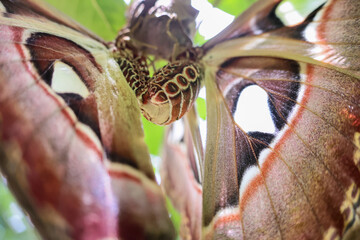Close-up Atlas moth nesting on guava leaves in a villager's garden during early rainy season in Thailand.