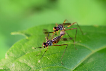 Close-up Mimegralla albimana Stilt-legged Fly mating on a green leaf in a humid natural environment during the rainy season in Thailand.
