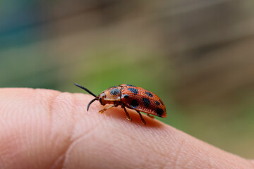 Close-up orange tortoise beetles with yellow spots. Beautiful texture. Epistictina is a genus of...