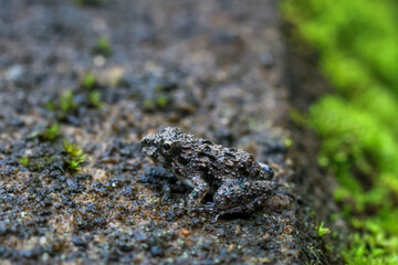 Close-up of a cute little frog with rough skin on green moss in a rainy season rainforest in a lush forest in Thailand.