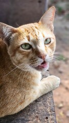Close-up of a Curious Orange Tabby Cat.