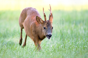 Roe deer buck running in a clearing after the rain. Capreolus capreolus, Touraine, Indre et Loire...