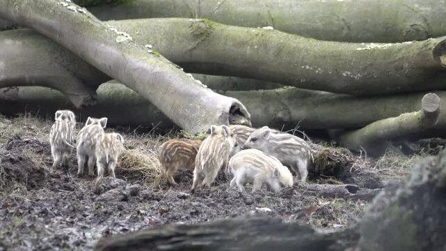 Eine Gruppe junger Wildschweine spielt im Matsch