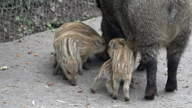 Kleine Wildschweine werden vom Muttertier ges&auml;ugt