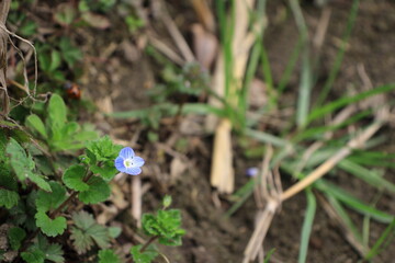 オオイヌノフグリの青い花