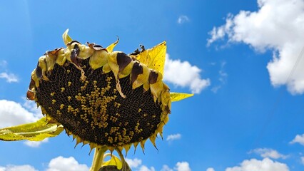 Sunflower behind blue sky and white clouds.