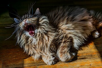 Fluffy Cat Yawning on Sunlit Floor