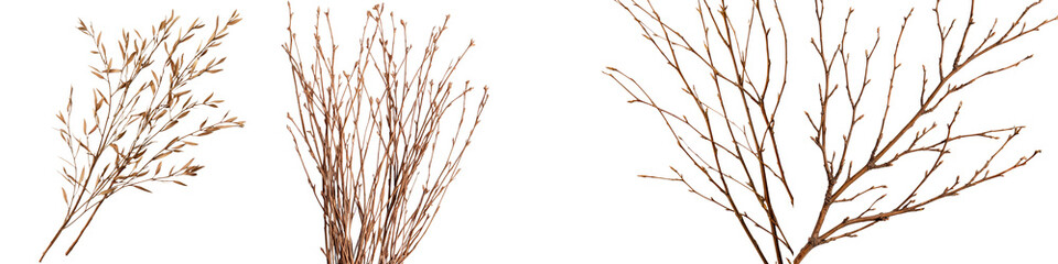 Bare Brown Branches and Twigs in Winter Landscape   Minimal Natural Botanical Vintage Textured Plant Foliage Background