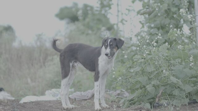 High-Quality Raw Footage for Professional Projects | slog3 10bit 4k, Unedited Clips