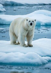 Arctic Polar Bear on Ice Floe