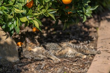 Tabby cat relaxing under an orange tree.