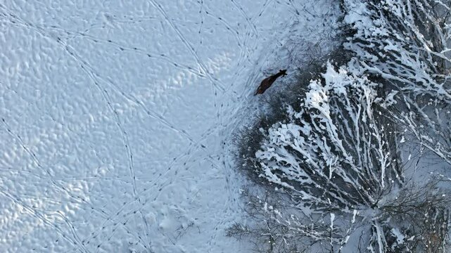 Lone deer wanders through snow field by winter forest, overhead aerial