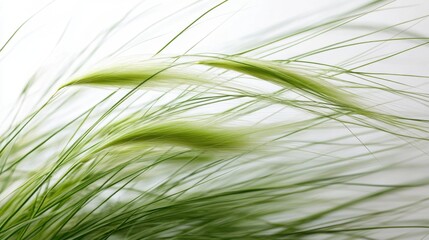 Naklejka premium Graceful green grass swaying gently in the breeze against a soft white background, evoking tranquility
