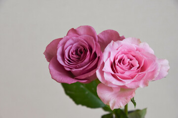 ピンクと紫のばら