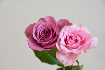 紫とピンクのばら