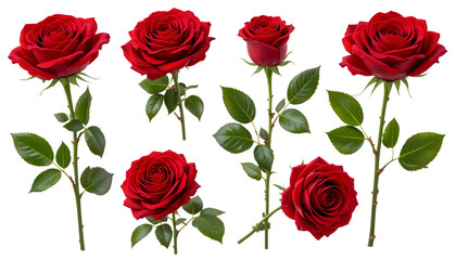 Bouquet of red roses isolated on png