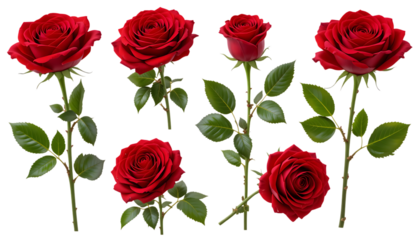 Bouquet of red roses isolated on png
