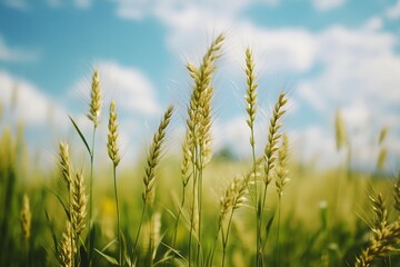 Obraz premium green wheat field, Generative AI 