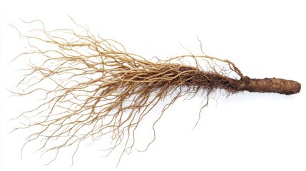 Detailed view of a dried root with intricate branching, set against a clean white background, ideal for herbal studies