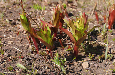Delicate first flowers of wild lilies in spring forest or garden. Spring arrival concept and beautiful flower card. Abstract flower background, banner for screen or template for design