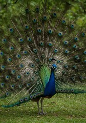 Obraz premium peacock with feathers out of focus