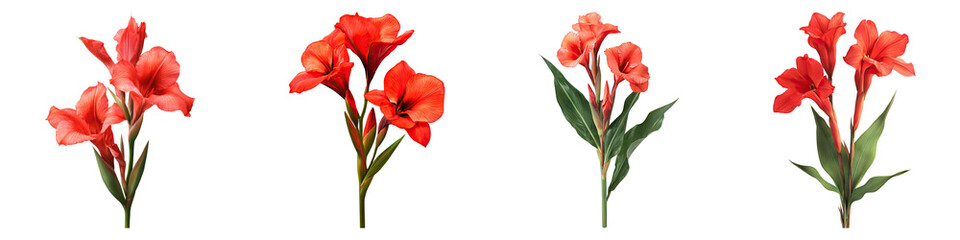 Obraz premium Red canna lily flowers isolated on transparent background, PNG, Set of