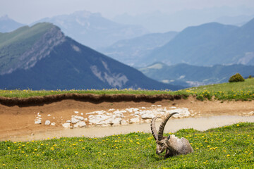 Male ibex eating grass in a meadow with a pond in front of the Vercors mountains