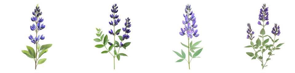 False indigo flower isolated on transparent background, PNG, Set of