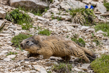 marmots on the high plateaus of the Vercors, France