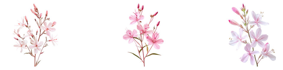 Gaura flower isolated on transparent background, PNG, Set of