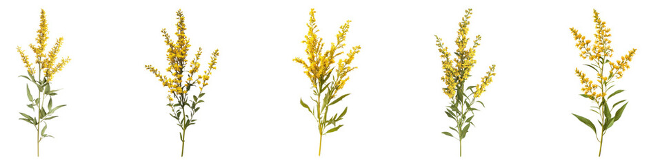 Goldenrod flower isolated on transparent background, PNG, Set of