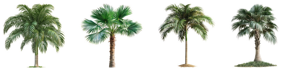 Fototapeta premium Madagascar palm isolated on transparent background, PNG, Set of