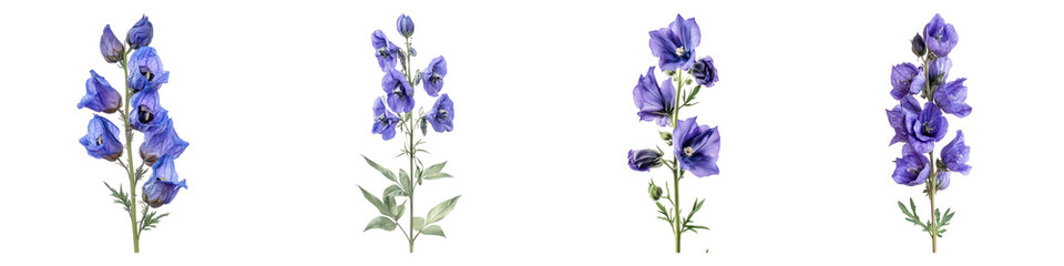 Monkshood flowers isolated on transparent background, PNG, Set of