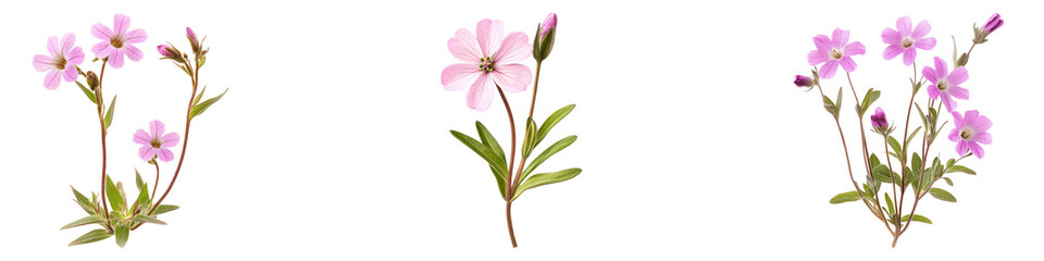 Moss campion flowers isolated on transparent background, PNG, Set of