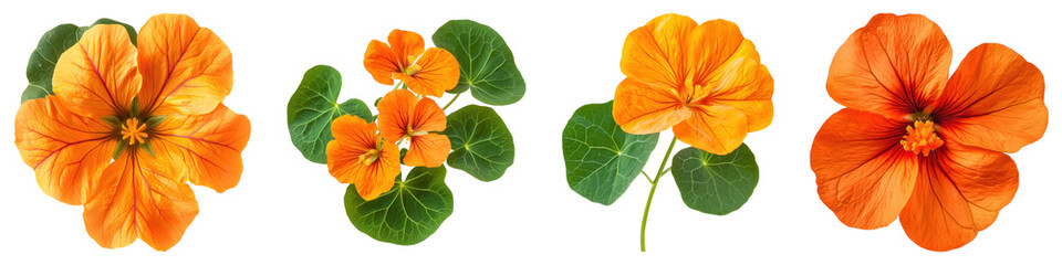 Nasturtium flowers isolated on transparent background, PNG, Set of