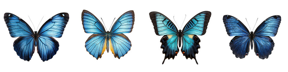 Stunning collection of various species of blue butterflies with intricate vibrant wing patterns and designs  These delicate graceful insects are a symbol of transformation elegance