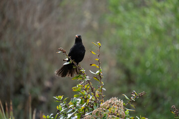 Common Eurasian blackbird, Turdus merula. Blackbirds are found in many places around the world. Landscape image with large copy space.