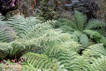 NZ forest trees, dominated by silver fern. Koropuku Falls, Catlins, South Island New Zealand.