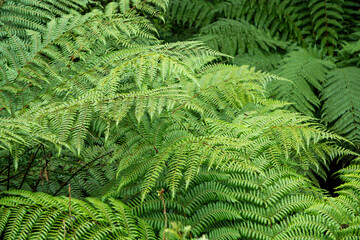 Silver fern tree top texture in NZ forest. Koropuku Falls, Catlins, South Island New Zealand.