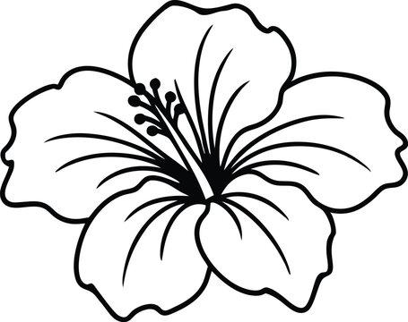 recommend clip art: hibiscus flower  line art, hibiscus flower line art vector illustration
