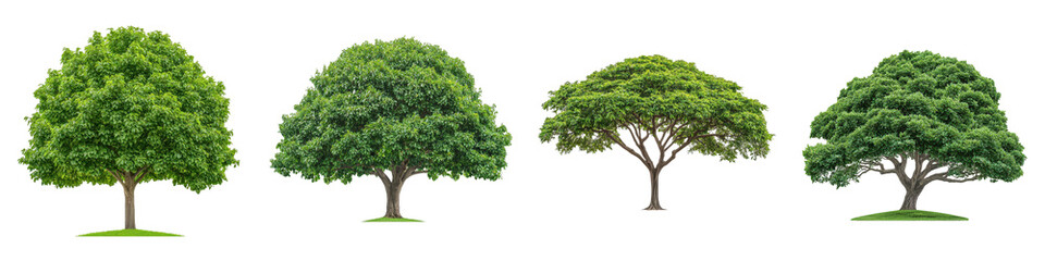 A diverse collection of four trees showcasing various shapes and foliage.