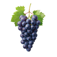 Fototapeta premium Bunch of fresh dark grapes with leaves isolated on transparent background. Healthy fruit, natural food.