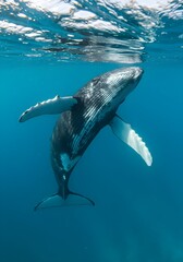 fish swimming in the sea