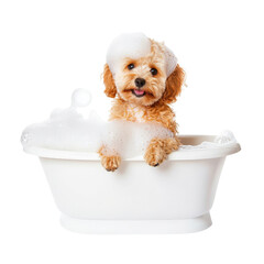 Cute puppy in a bathtub with soap bubbles. Concept of pet care, grooming, and hygiene. - obrazy, fototapety, plakaty