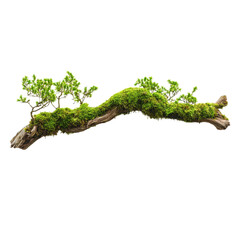 Mossy branch with small green plants on a transparent background. Nature, forest, and plant concepts.