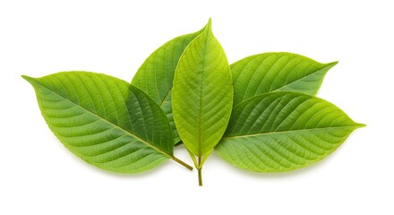 Kratom leaf or Mitragyna specios in white isolated background