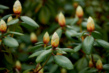 Flowers, plants and outdoor with nature, countryside and sustainability with summer. Empty, botany and floral with springtime, growth and bloom with sprout, environment or landscape with rhododendron