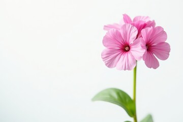 Fototapeta premium Single pink limonium sprig, pure white backdrop , romantic, sprig